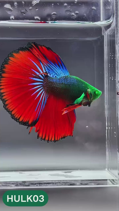 Black Hulk Halfmoon Male Betta Fish | You Pick Fish