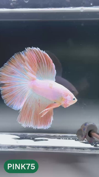 Pink Halfmoon Male Betta Fish | You Pick Fish | Order Directly From Farm