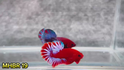 Hellboy Plakat Male Betta Fish | Order Directly From Farm | You Pick Fish