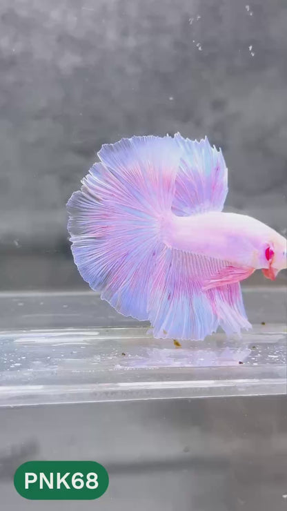 Pink Halfmoon Male Betta Fish | You Pick Fish | Order Directly From Farm