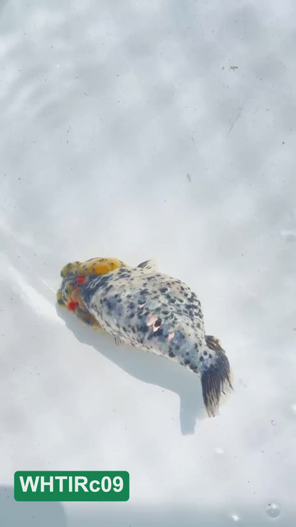 Pearl White Tiger Calico Ranchu Goldfish | You Pick Fish