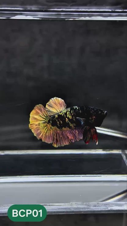 Black Panther Plakat Male Betta Fish | You Pick Fish | Rare Betta