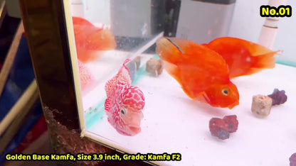 Golden Base Kamfa Flowerhorn Cichlid | You Pick Fish |