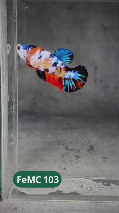 Multicolor Female Betta Fish | You Pick Fish | High Grade