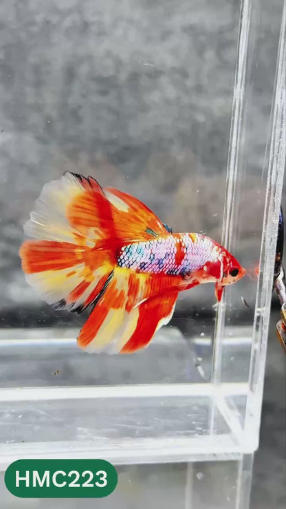 Multicolor Halfmoon Male Betta Fish | Order Directly From Farm | You Pick Fish