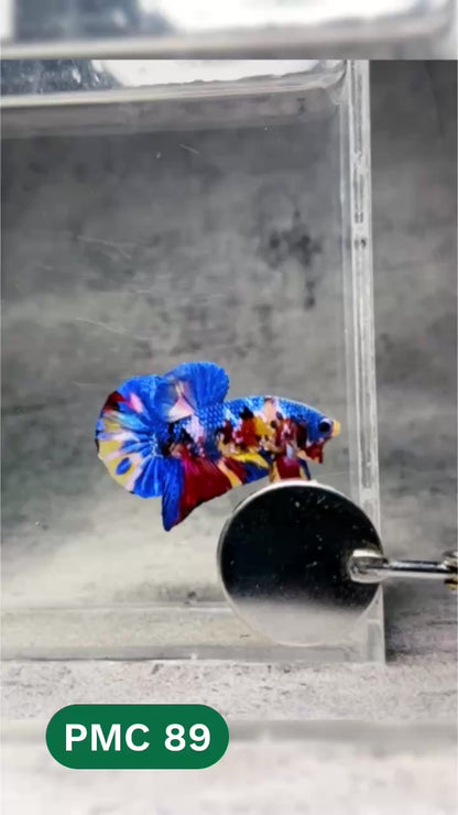 Multicolor Plakat Male Betta Fish |Show Grade|  You Pick Fish