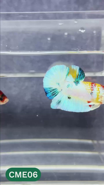 Multicolor Metallic Plakat Male Betta Fish | You Pick Fish | Exclusive Grade