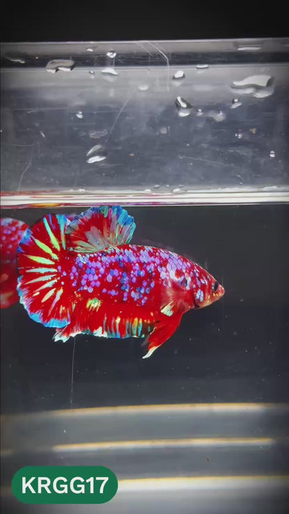 Golden Star Dust Galaxy Plakat Male Betta Fish | Super Rare | You Pick Fish
