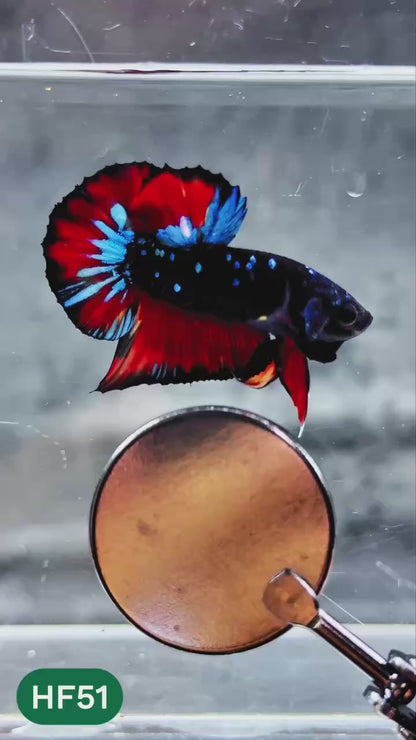 Dark Flame Hellfire Plakat Male Betta Fish | You Pick Fish | Exotic Betta