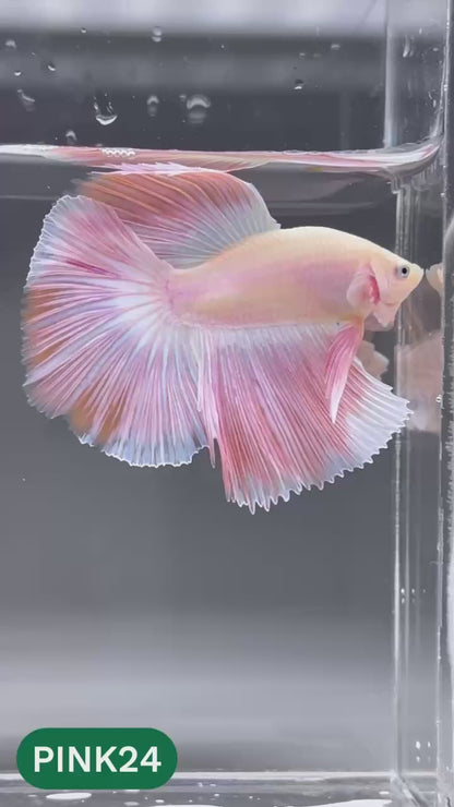 Pink Halfmoon Male Betta Fish | You Pick Fish | Order Directly From Farm