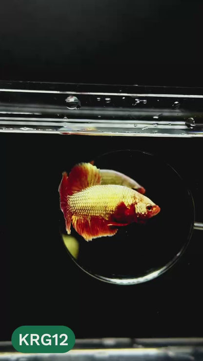 Koi Red Gold Galaxy Plakat Male Betta Fish | You Pick Fish