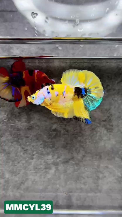 Multicolor Yellow Base Plakat Male Betta Fish | Order Directly From Farm|  You Pick Fish