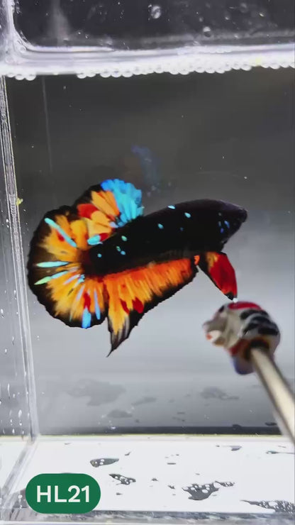 Dark Flame Hellfire Plakat Male Betta Fish | You Pick Fish | Exotic Betta