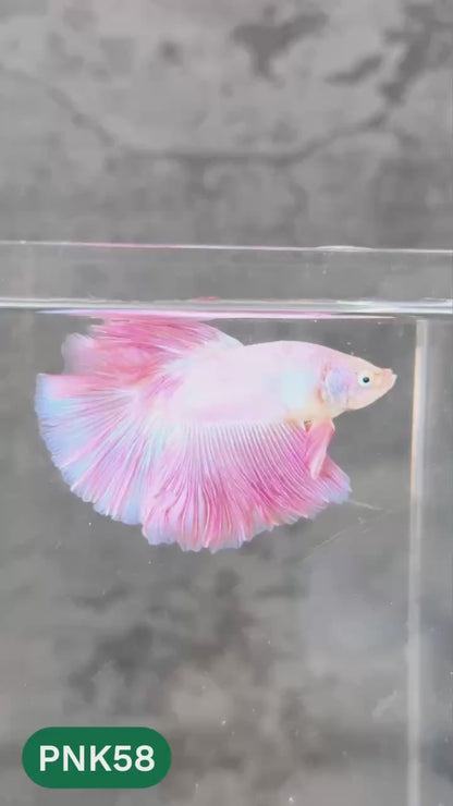 Pink Halfmoon Male Betta Fish | You Pick Fish | Order Directly From Farm