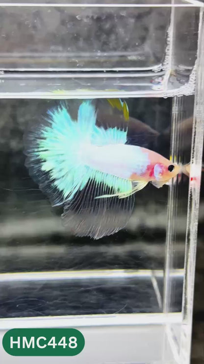 Multicolor Halfmoon Male Betta Fish | Order Directly From Farm | You Pick Fish