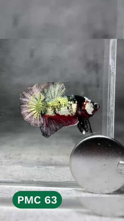 Multicolor Plakat Male Betta Fish |Show Grade|  You Pick Fish
