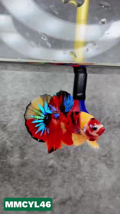 Multicolor Yellow Base Plakat Male Betta Fish | Order Directly From Farm|  You Pick Fish