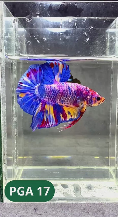 King Giant Plakat Male Betta Fish | You Pick Fish | High Grade
