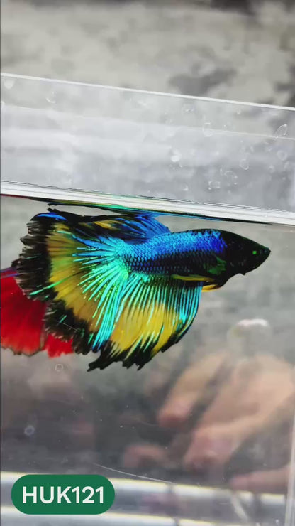 Black Hulk Halfmoon Male Betta Fish | You Pick Fish
