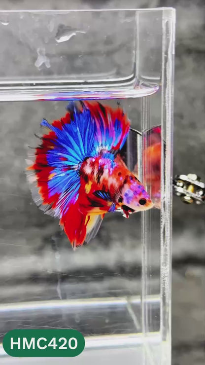 Multicolor Halfmoon Male Betta Fish | Order Directly From Farm | You Pick Fish