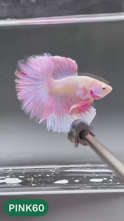 Pink Halfmoon Male Betta Fish | You Pick Fish | Order Directly From Farm