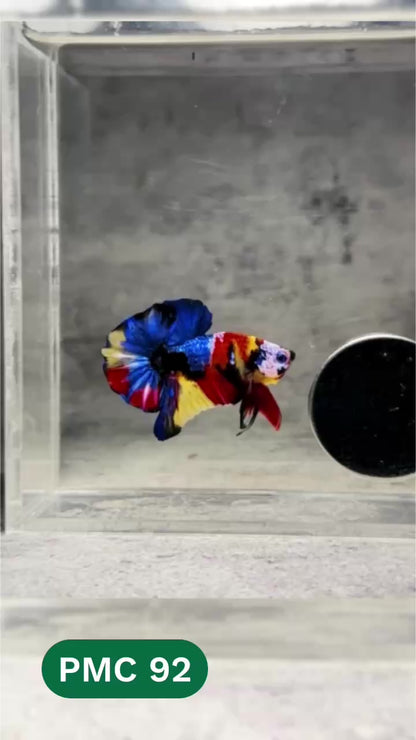 Multicolor Plakat Male Betta Fish |Show Grade|  You Pick Fish