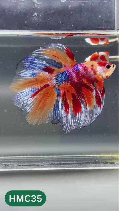 Multicolor Halfmoon Male Betta Fish | High Grade | Order Directly From Farm |  You Pick Fish
