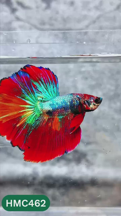 Multicolor Halfmoon Male Betta Fish | High Grade | Order Directly From Farm |  You Pick Fish |