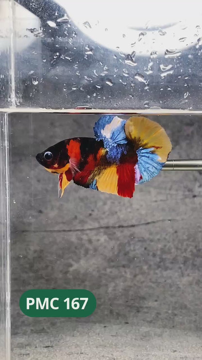 Multicolor Plakat Male Betta Fish |Show Grade|  You Pick Fish