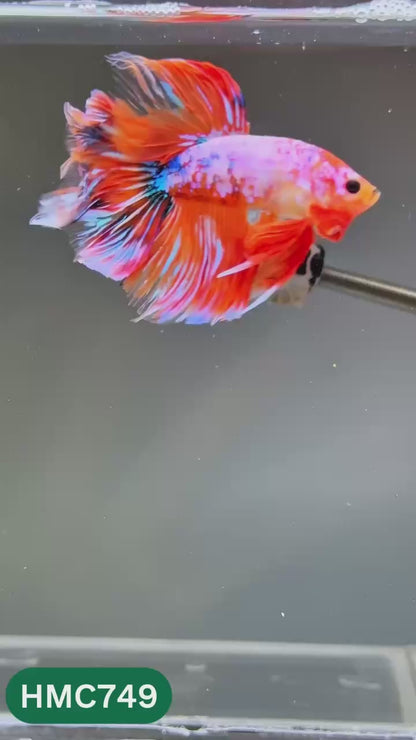 Multicolor Halfmoon Male Betta Fish | High Grade | Order Directly From Farm |  You Pick Fish |