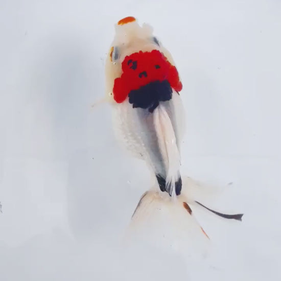 Tri Color Oranda Short Tail | You Pick Goldfish