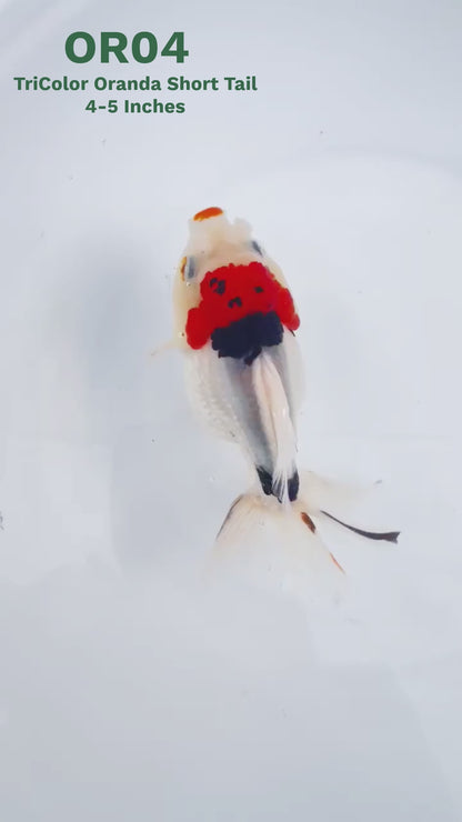 Tri Color Oranda Short Tail | You Pick Goldfish