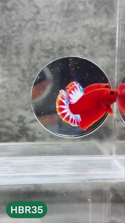 Hellboy Plakat Male Betta Fish | Order Directly From Farm | You Pick Fish