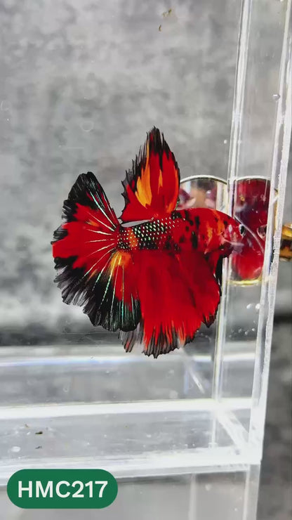 Multicolor Halfmoon Male Betta Fish | Order Directly From Farm | You Pick Fish