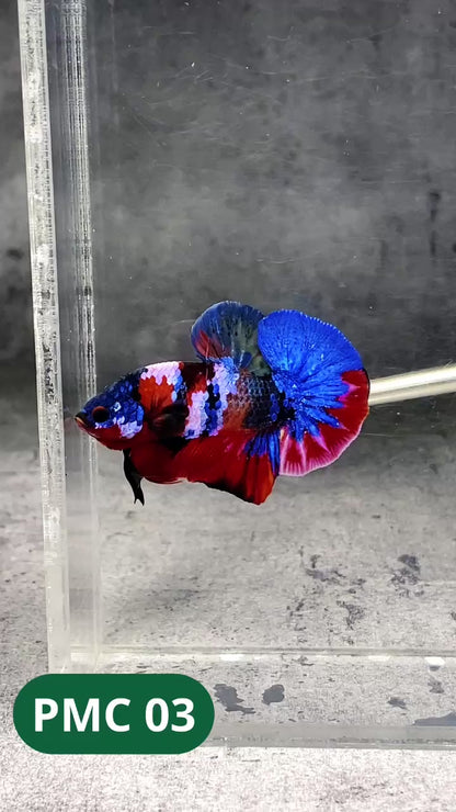 Multicolor Plakat Male Betta Fish |Show Grade|  You Pick Fish