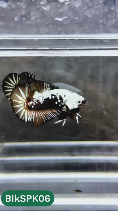 Samurai Plakat Male Betta Fish | You Pick Fish