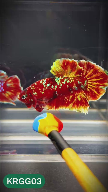Golden Star Dust Galaxy Plakat Male Betta Fish | Super Rare | You Pick Fish
