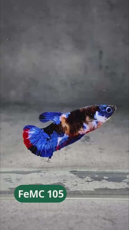 Multicolor Female Betta Fish | You Pick Fish | High Grade