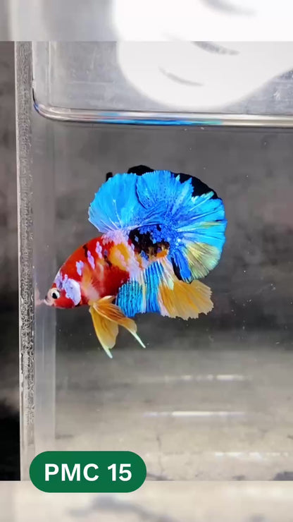 Multicolor Plakat Male Betta Fish |Show Grade|  You Pick Fish