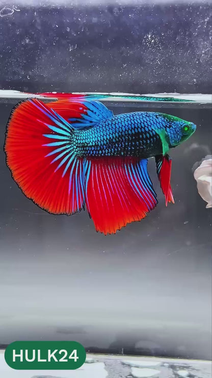 Black Hulk Halfmoon Male Betta Fish | You Pick Fish