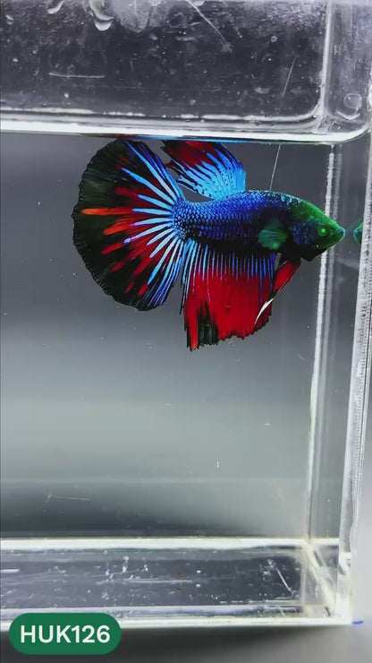 Black Hulk Halfmoon Male Betta Fish | You Pick Fish