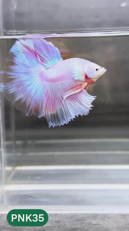 Pink Halfmoon Male Betta Fish | You Pick Fish | Order Directly From Farm