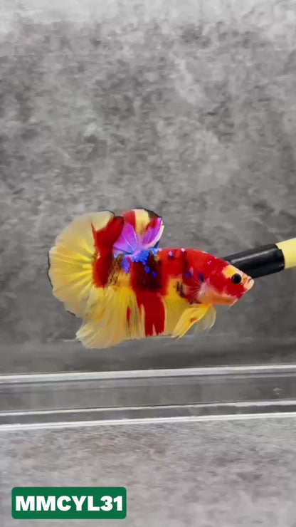 Multicolor Yellow Base Plakat Male Betta Fish | Order Directly From Farm|  You Pick Fish