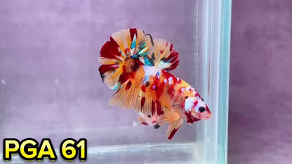 King Giant Plakat Male Betta Fish | You Pick Fish | High Grade