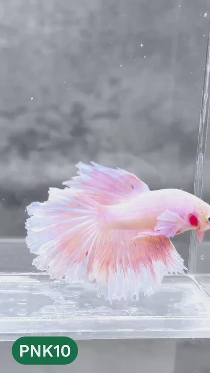 Pink Halfmoon Male Betta Fish | You Pick Fish | Order Directly From Farm