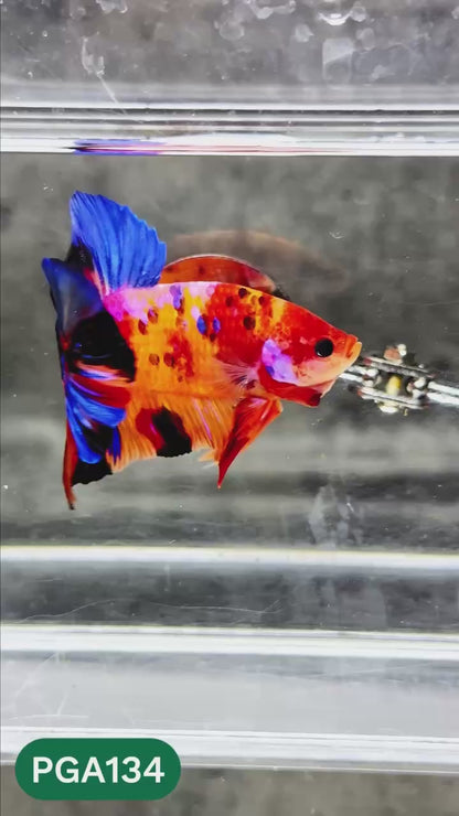 King Giant Plakat Male Betta Fish | You Pick Fish | High Grade