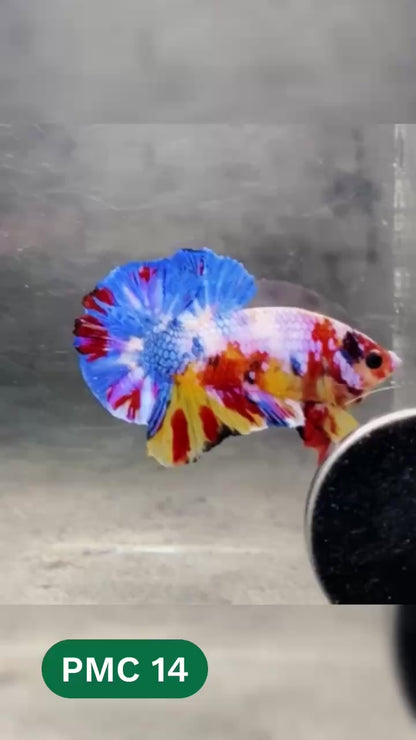 Multicolor Plakat Male Betta Fish |Show Grade|  You Pick Fish