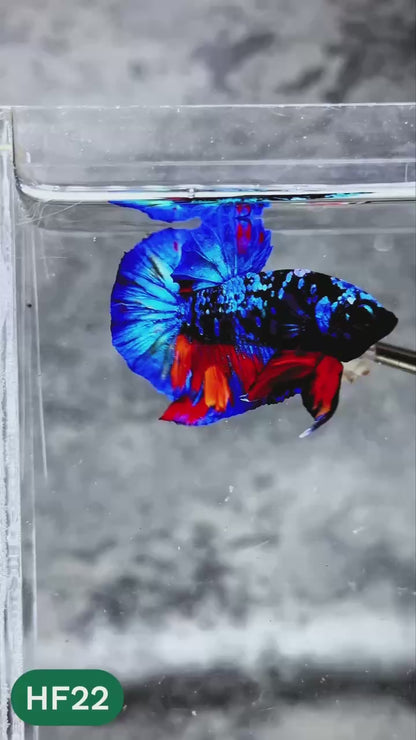 Dark Flame Hellfire Plakat Male Betta Fish | You Pick Fish | Rare Betta