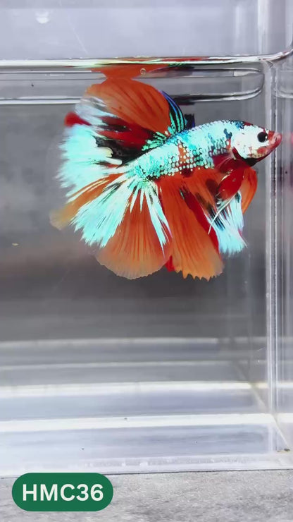 Multicolor Halfmoon Male Betta Fish | High Grade | Order Directly From Farm |  You Pick Fish |