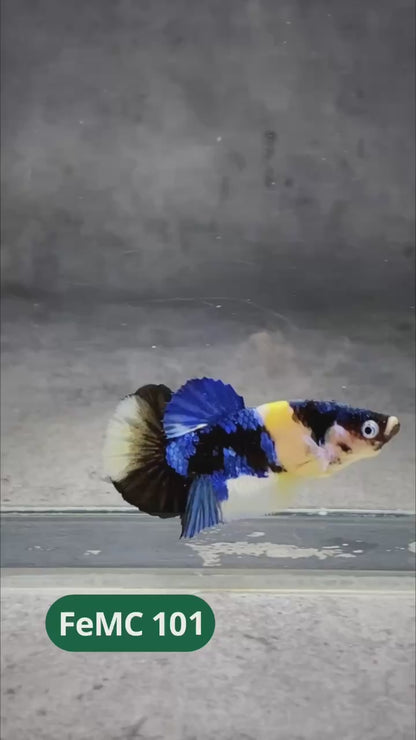 Multicolor Female Betta Fish | You Pick Fish | High Grade